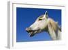 Camargue Horse 'Flehmen'-null-Framed Photographic Print