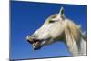 Camargue Horse 'Flehmen'-null-Mounted Photographic Print