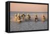 Camargue Horse, herd, running in water at sunset, Saintes Marie de la Mer-Jurgen & Christine Sohns-Framed Stretched Canvas