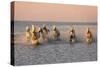 Camargue Horse, herd, running in water at sunset, Saintes Marie de la Mer-Jurgen & Christine Sohns-Stretched Canvas