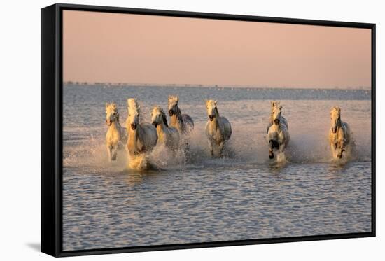 Camargue Horse, herd, running in water at sunset, Saintes Marie de la Mer-Jurgen & Christine Sohns-Framed Stretched Canvas