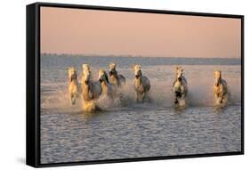 Camargue Horse, herd, running in water at sunset, Saintes Marie de la Mer-Jurgen & Christine Sohns-Framed Stretched Canvas