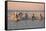 Camargue Horse, herd, running in water at sunset, Saintes Marie de la Mer-Jurgen & Christine Sohns-Framed Stretched Canvas