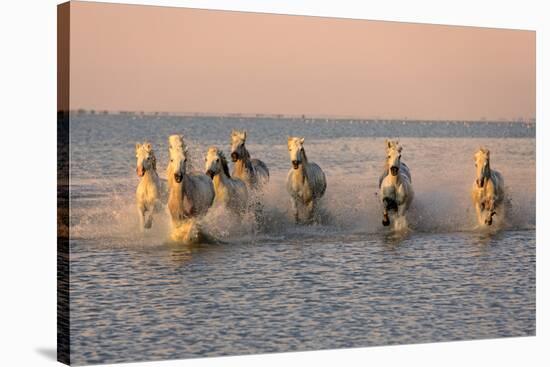 Camargue Horse, herd, running in water at sunset, Saintes Marie de la Mer-Jurgen & Christine Sohns-Stretched Canvas