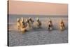 Camargue Horse, herd, running in water at sunset, Saintes Marie de la Mer-Jurgen & Christine Sohns-Stretched Canvas