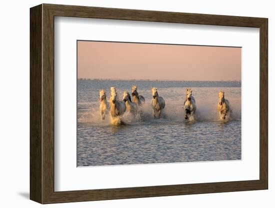 Camargue Horse, herd, running in water at sunset, Saintes Marie de la Mer-Jurgen & Christine Sohns-Framed Photographic Print