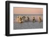 Camargue Horse, herd, running in water at sunset, Saintes Marie de la Mer-Jurgen & Christine Sohns-Framed Photographic Print