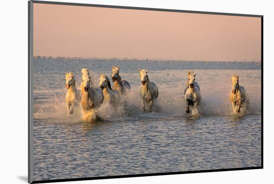 Camargue Horse, herd, running in water at sunset, Saintes Marie de la Mer-Jurgen & Christine Sohns-Mounted Photographic Print