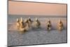 Camargue Horse, herd, running in water at sunset, Saintes Marie de la Mer-Jurgen & Christine Sohns-Mounted Photographic Print