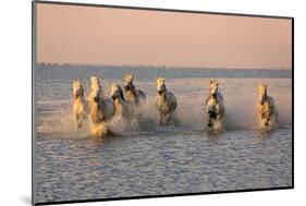 Camargue Horse, herd, running in water at sunset, Saintes Marie de la Mer-Jurgen & Christine Sohns-Mounted Photographic Print