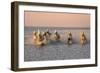 Camargue Horse, herd, running in water at sunset, Saintes Marie de la Mer-Jurgen & Christine Sohns-Framed Photographic Print