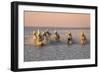 Camargue Horse, herd, running in water at sunset, Saintes Marie de la Mer-Jurgen & Christine Sohns-Framed Photographic Print