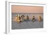 Camargue Horse, herd, running in water at sunset, Saintes Marie de la Mer-Jurgen & Christine Sohns-Framed Photographic Print