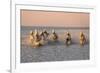 Camargue Horse, herd, running in water at sunset, Saintes Marie de la Mer-Jurgen & Christine Sohns-Framed Photographic Print