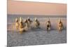 Camargue Horse, herd, running in water at sunset, Saintes Marie de la Mer-Jurgen & Christine Sohns-Mounted Photographic Print