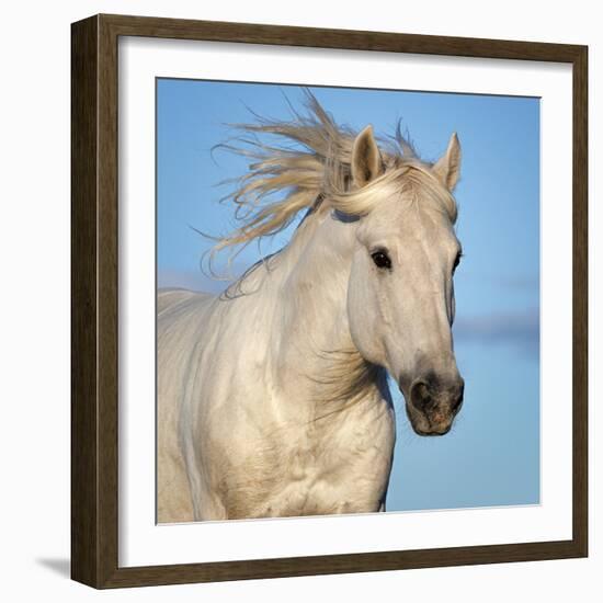 Camargue horse running, Camargue, France-Tony Heald-Framed Photographic Print