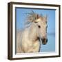 Camargue horse running, Camargue, France-Tony Heald-Framed Photographic Print