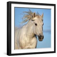 Camargue horse running, Camargue, France-Tony Heald-Framed Photographic Print