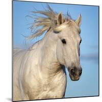 Camargue horse running, Camargue, France-Tony Heald-Mounted Photographic Print