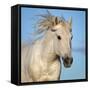 Camargue horse running, Camargue, France-Tony Heald-Framed Stretched Canvas