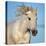 Camargue horse running, Camargue, France-Tony Heald-Stretched Canvas