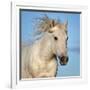 Camargue horse running, Camargue, France-Tony Heald-Framed Photographic Print