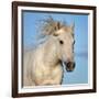 Camargue horse running, Camargue, France-Tony Heald-Framed Photographic Print