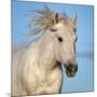 Camargue horse running, Camargue, France-Tony Heald-Mounted Photographic Print