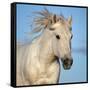 Camargue horse running, Camargue, France-Tony Heald-Framed Stretched Canvas