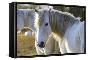 Camargue Horse-null-Framed Stretched Canvas