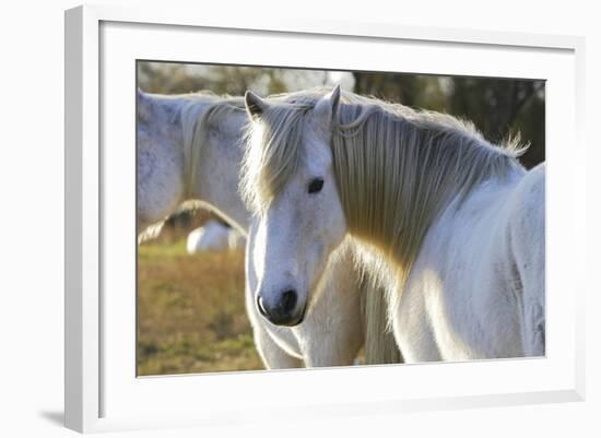 Camargue Horse-null-Framed Photographic Print