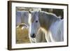 Camargue Horse-null-Framed Photographic Print