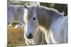 Camargue Horse-null-Mounted Photographic Print