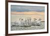 Camargue Horses - France-Xavier Ortega-Framed Art Print