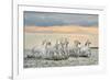 Camargue Horses - France-Xavier Ortega-Framed Art Print