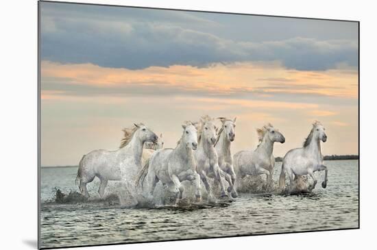 Camargue Horses - France-Xavier Ortega-Mounted Art Print