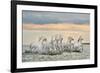 Camargue Horses - France-Xavier Ortega-Framed Art Print