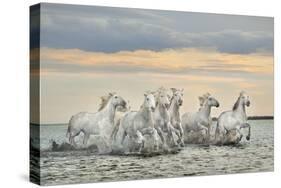 Camargue Horses - France-Xavier Ortega-Stretched Canvas