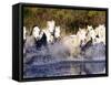 Camargue Horses, Ile Del La Camargue, France-Gavriel Jecan-Framed Stretched Canvas