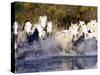 Camargue Horses, Ile Del La Camargue, France-Gavriel Jecan-Stretched Canvas