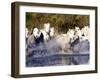 Camargue Horses, Ile Del La Camargue, France-Gavriel Jecan-Framed Photographic Print