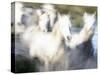 Camargue Horses, Ile Del La Camargue, France-Gavriel Jecan-Stretched Canvas