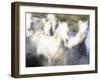 Camargue Horses, Ile Del La Camargue, France-Gavriel Jecan-Framed Photographic Print