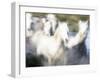 Camargue Horses, Ile Del La Camargue, France-Gavriel Jecan-Framed Photographic Print