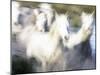 Camargue Horses, Ile Del La Camargue, France-Gavriel Jecan-Mounted Photographic Print