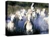 Camargue Horses, Ile Del La Camargue, France-Gavriel Jecan-Stretched Canvas