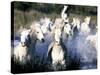 Camargue Horses, Ile Del La Camargue, France-Gavriel Jecan-Stretched Canvas