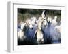 Camargue Horses, Ile Del La Camargue, France-Gavriel Jecan-Framed Photographic Print