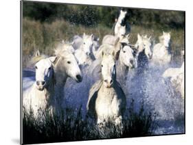 Camargue Horses, Ile Del La Camargue, France-Gavriel Jecan-Mounted Photographic Print