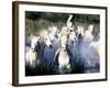 Camargue Horses, Ile Del La Camargue, France-Gavriel Jecan-Framed Photographic Print